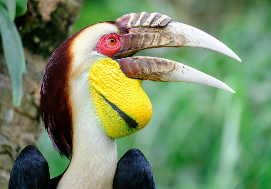 the-wreathed-hornbills