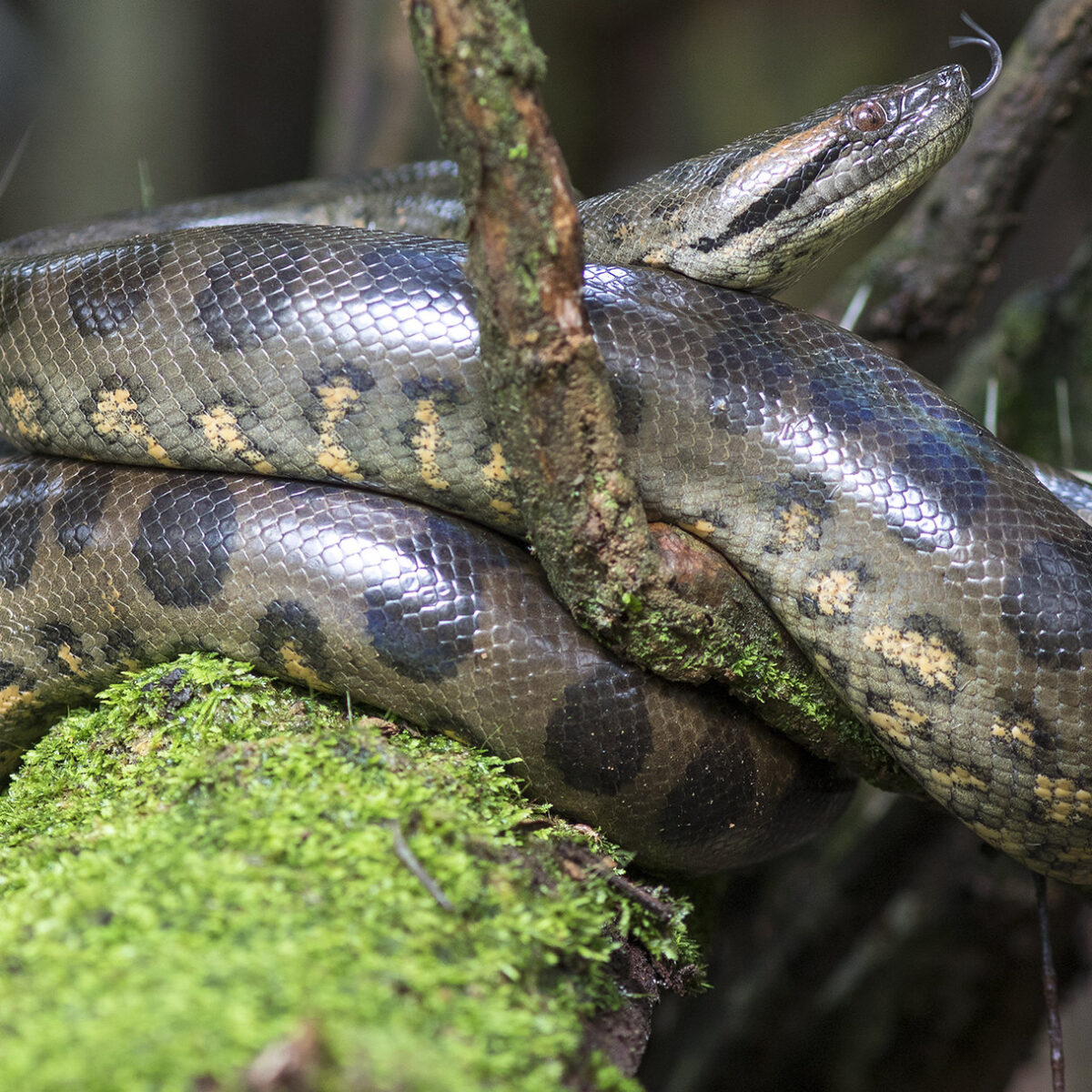 The World's Heaviest and Longest Snake, Anaconda! - Bali Safari Marine Park