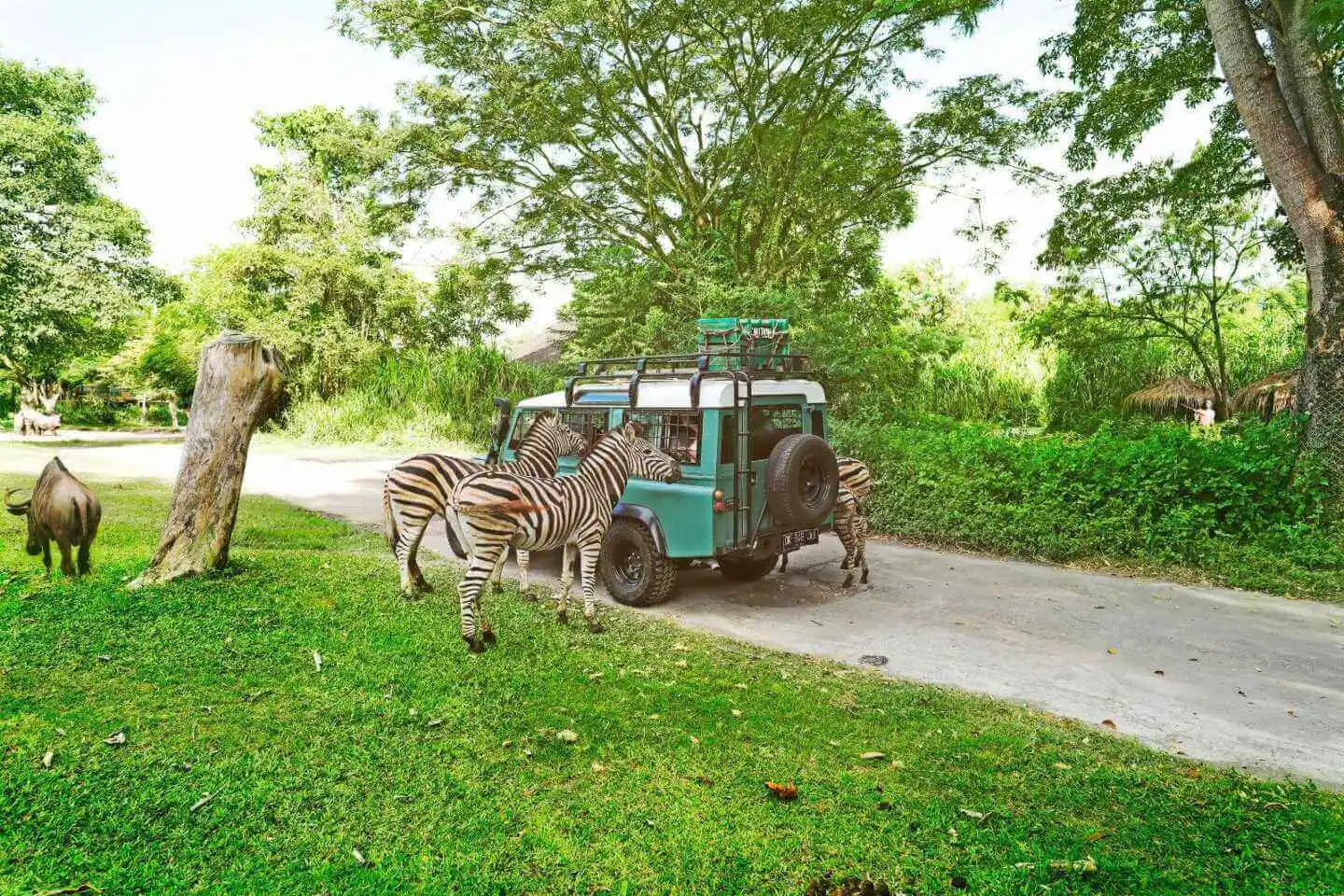 Tropical Rainforest, One of Earth's Large Biome - Taman Safari Bali