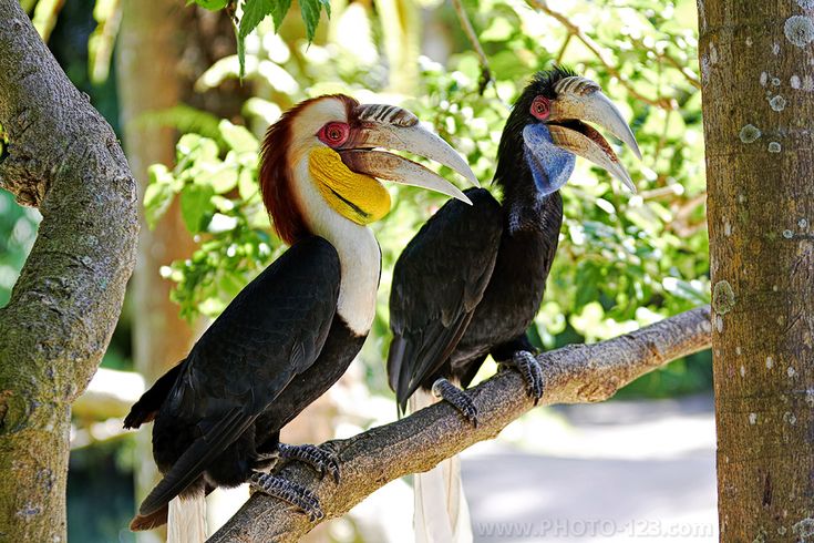 wreathed-hornbills