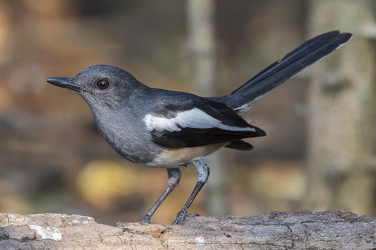 the-oriental-magpie-robin
