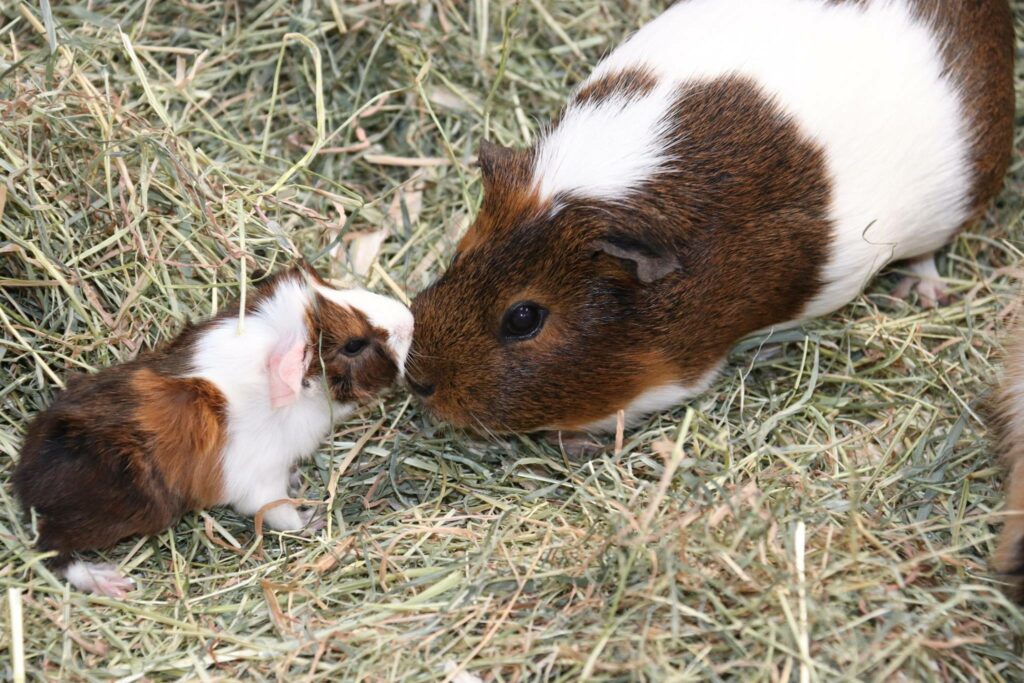 A Cuddly Pet, Know More about The Guinea Pigs! - Taman Safari Bali