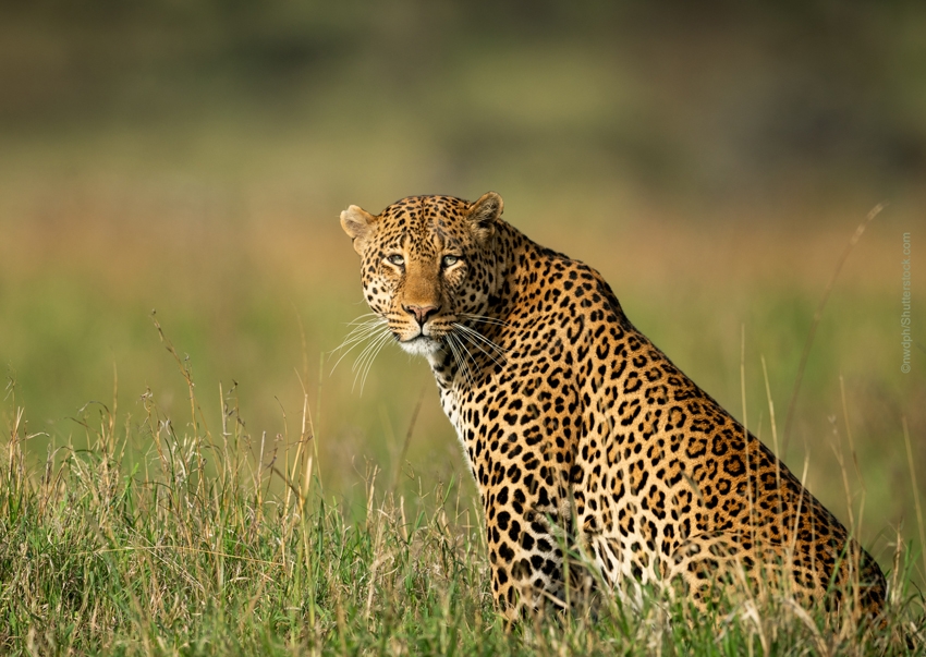 The Leopard - Taman Safari Bali