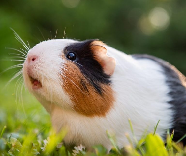 A Cuddly Pet, Know More about The Guinea Pigs! - Bali Safari Marine Park