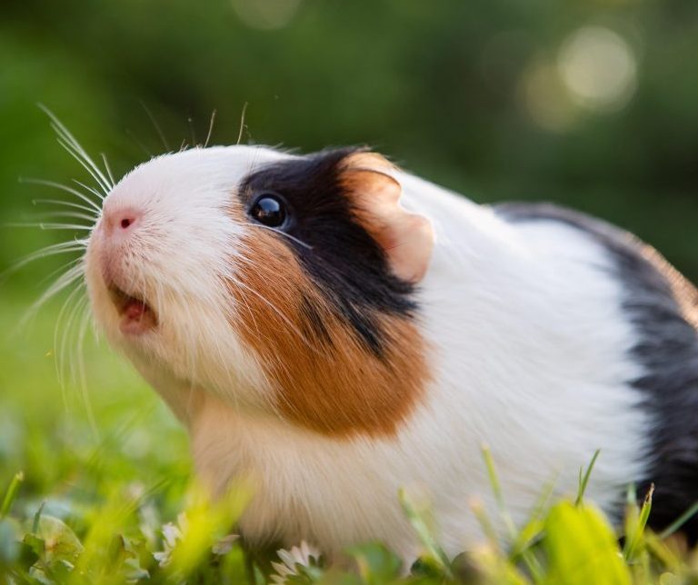 A Cuddly Pet, Know More about The Guinea Pigs! - Taman Safari Bali