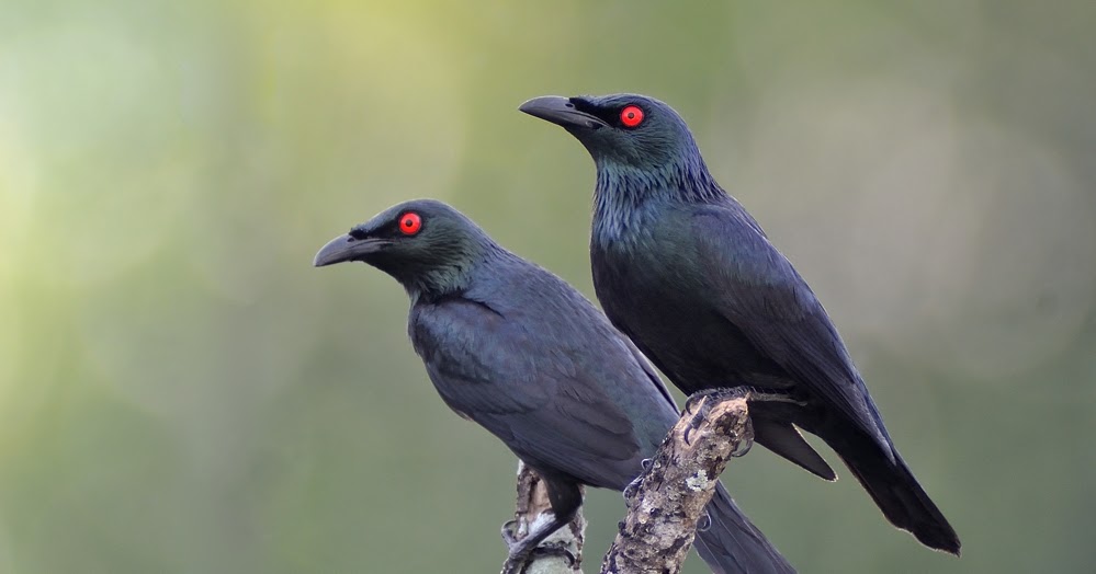 the-asian-glossy-starling