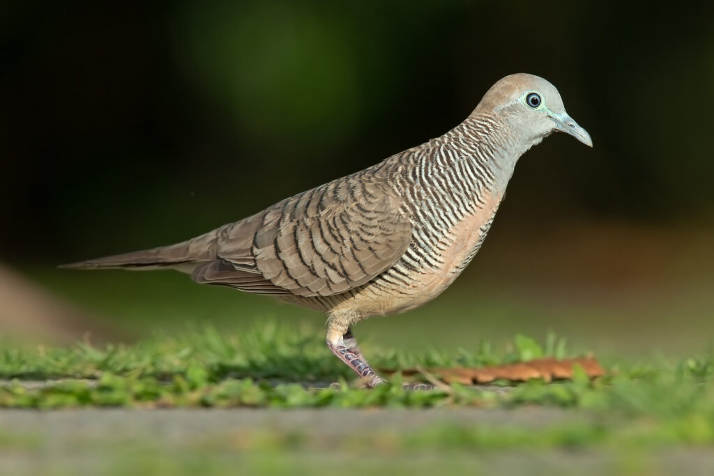the-zebra-dove