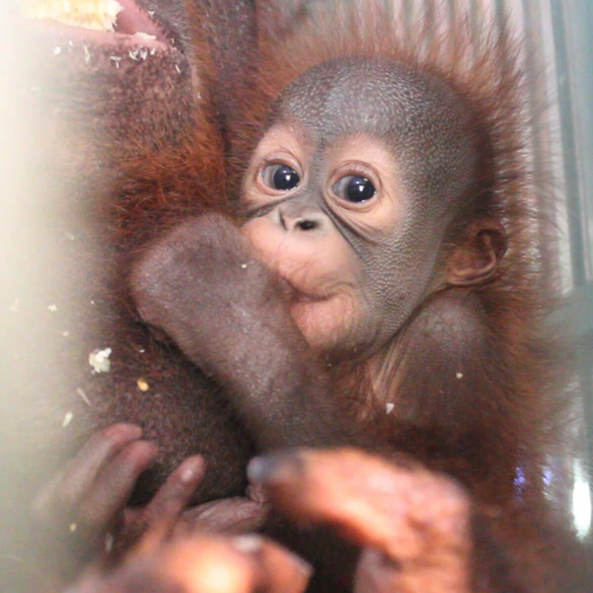 Let's Welcoming New Born Baby Orangutan, Benjiro!