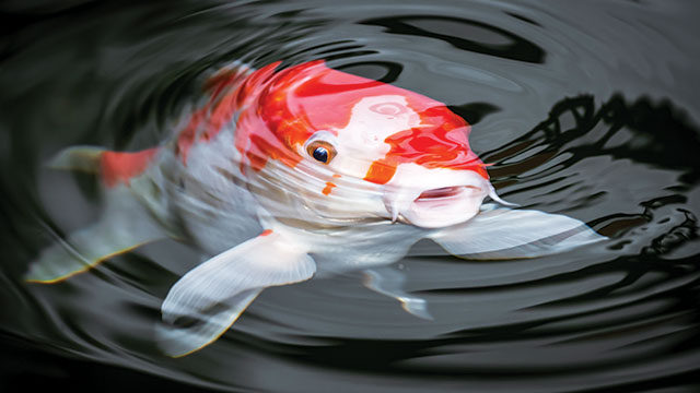 Pond fish you clearance can eat