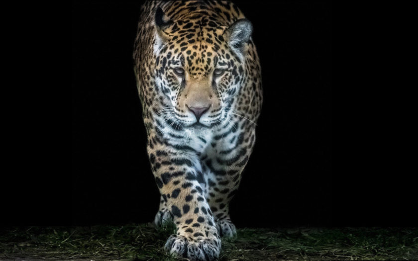 Jaguar Myth