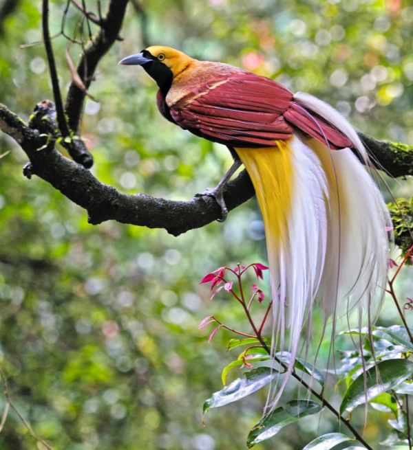 Bali Safari Birds – The Lesser Birds of Paradise - Taman Safari Bali