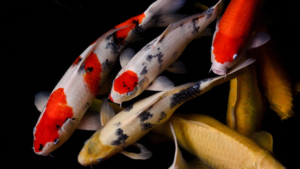 Japanese koi carp sales fish