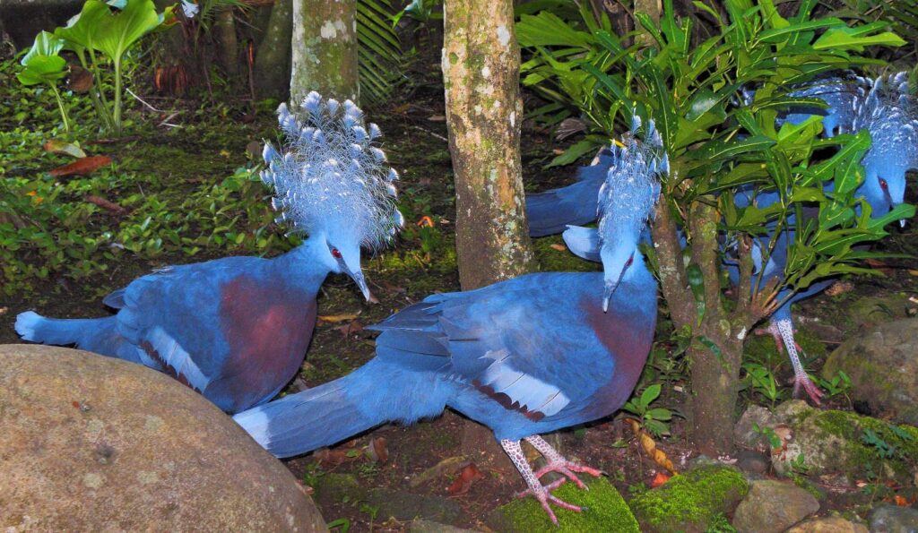the-crowned-pigeon