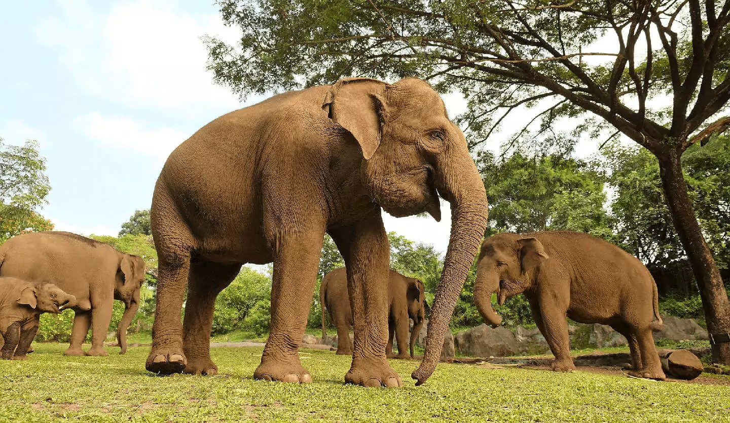 elephant safari park lodge bali reviews