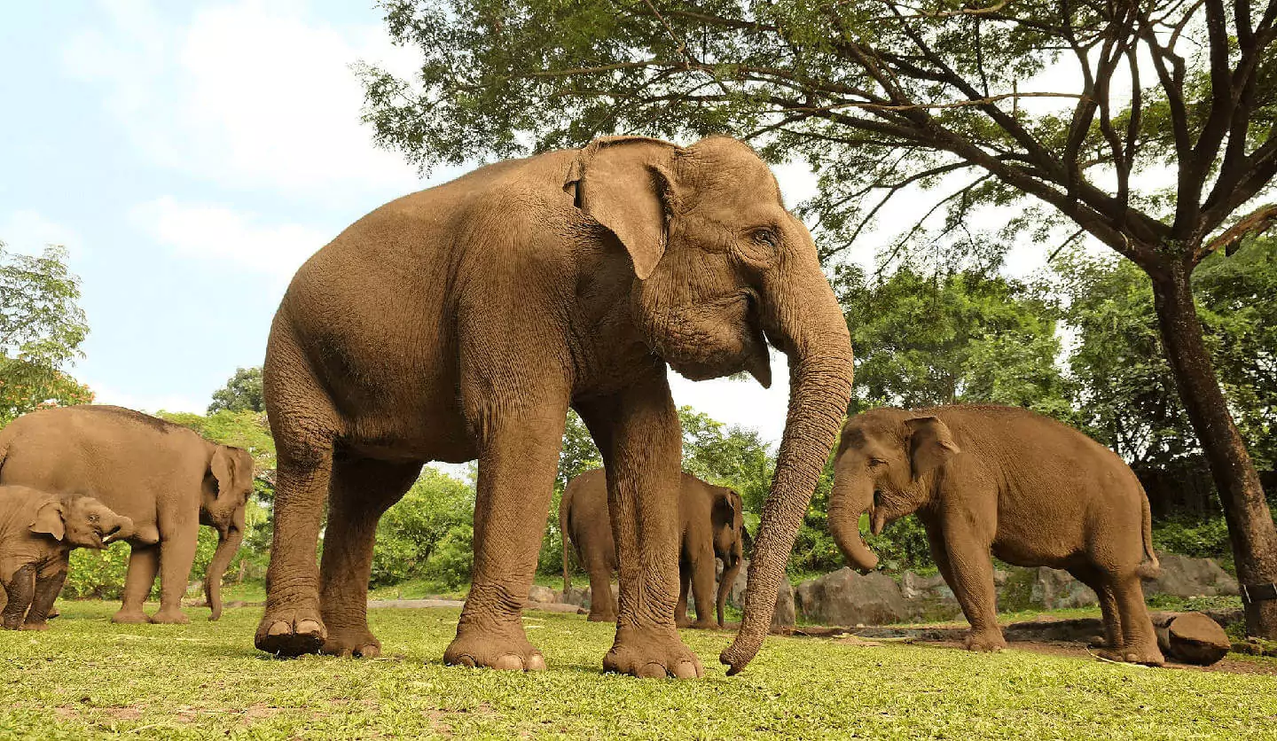 parc safari elephants