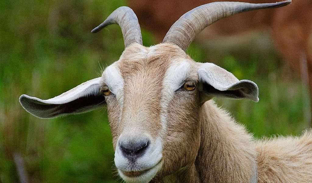 All About The Goats - Bali Safari Marine Park All About The Goats - Bali Safari Marine Park
