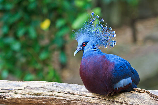 the-crowned-pigeon