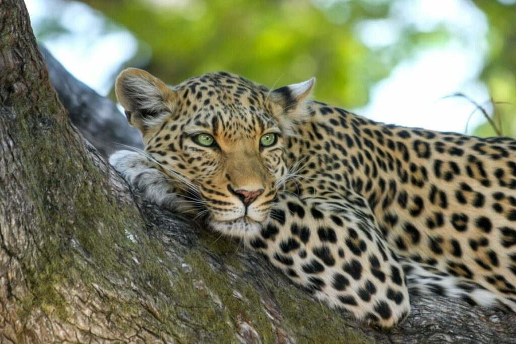 3 Main Differences Between Leopard and Jaguar That You Should Know