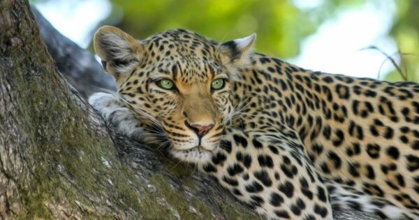 3 Main Differences Between Leopard and Jaguar That You Should Know