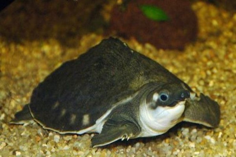 Cute turtle