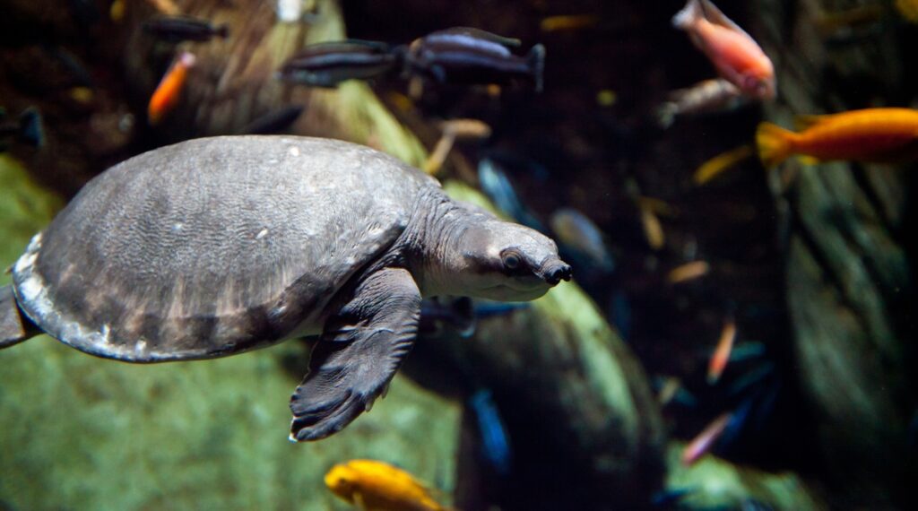 Friendly turtle