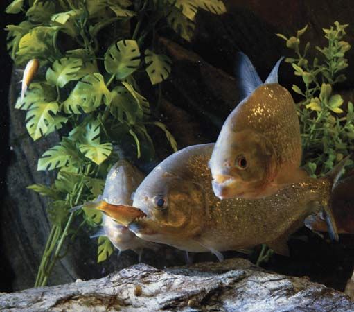 Piranha Feeding