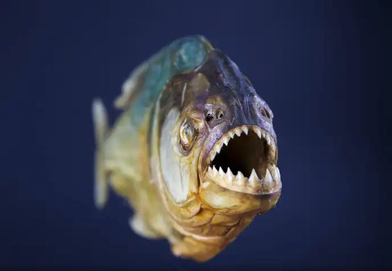 Piranha Teeth