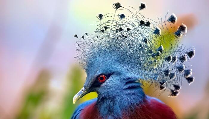 the-crowned-pigeon