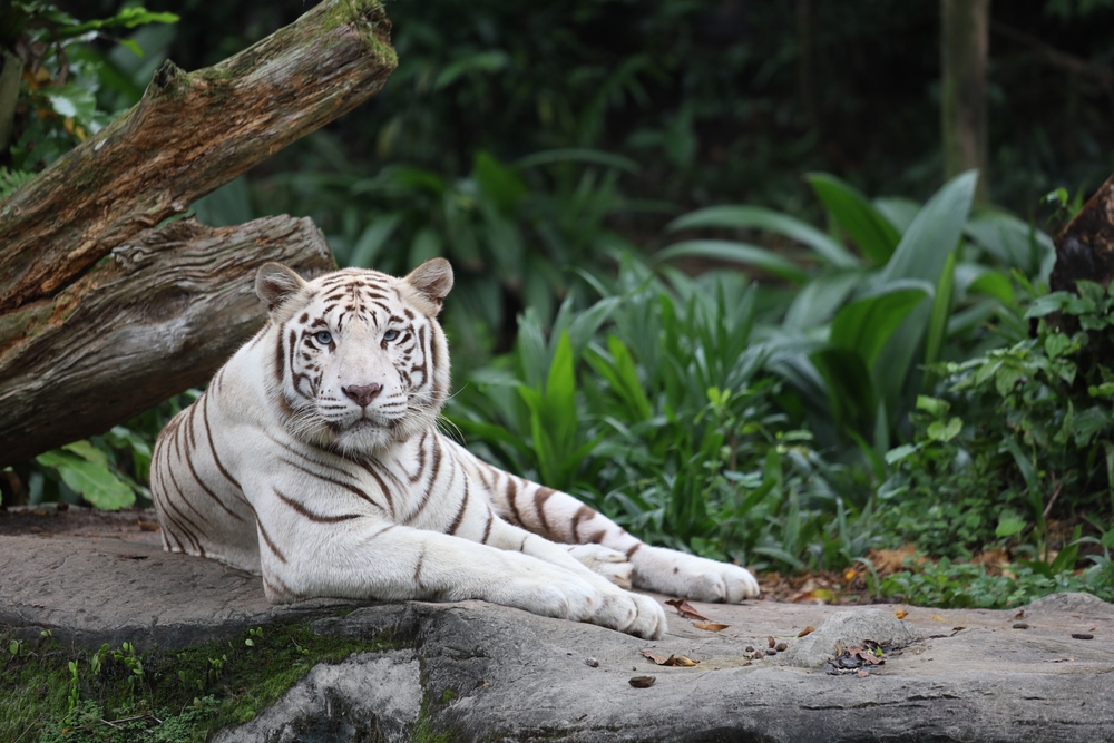 Bengal Tiger: The Power, Beauty and More! - Taman Safari Bali