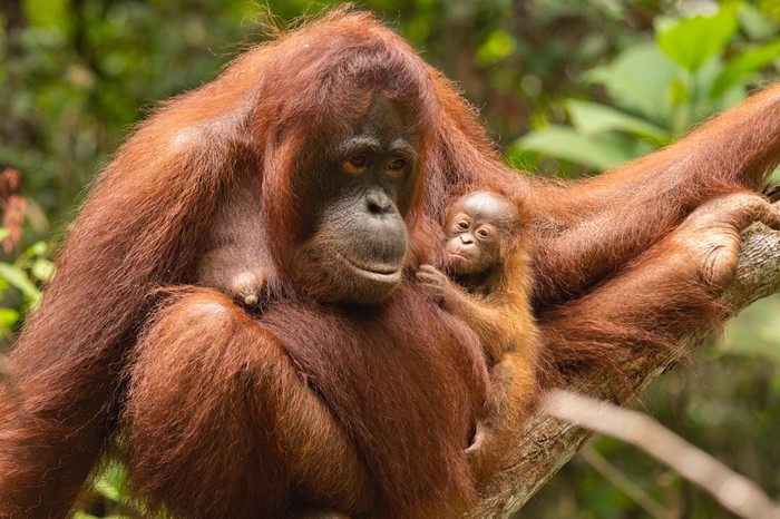 Orangutans-family-baby