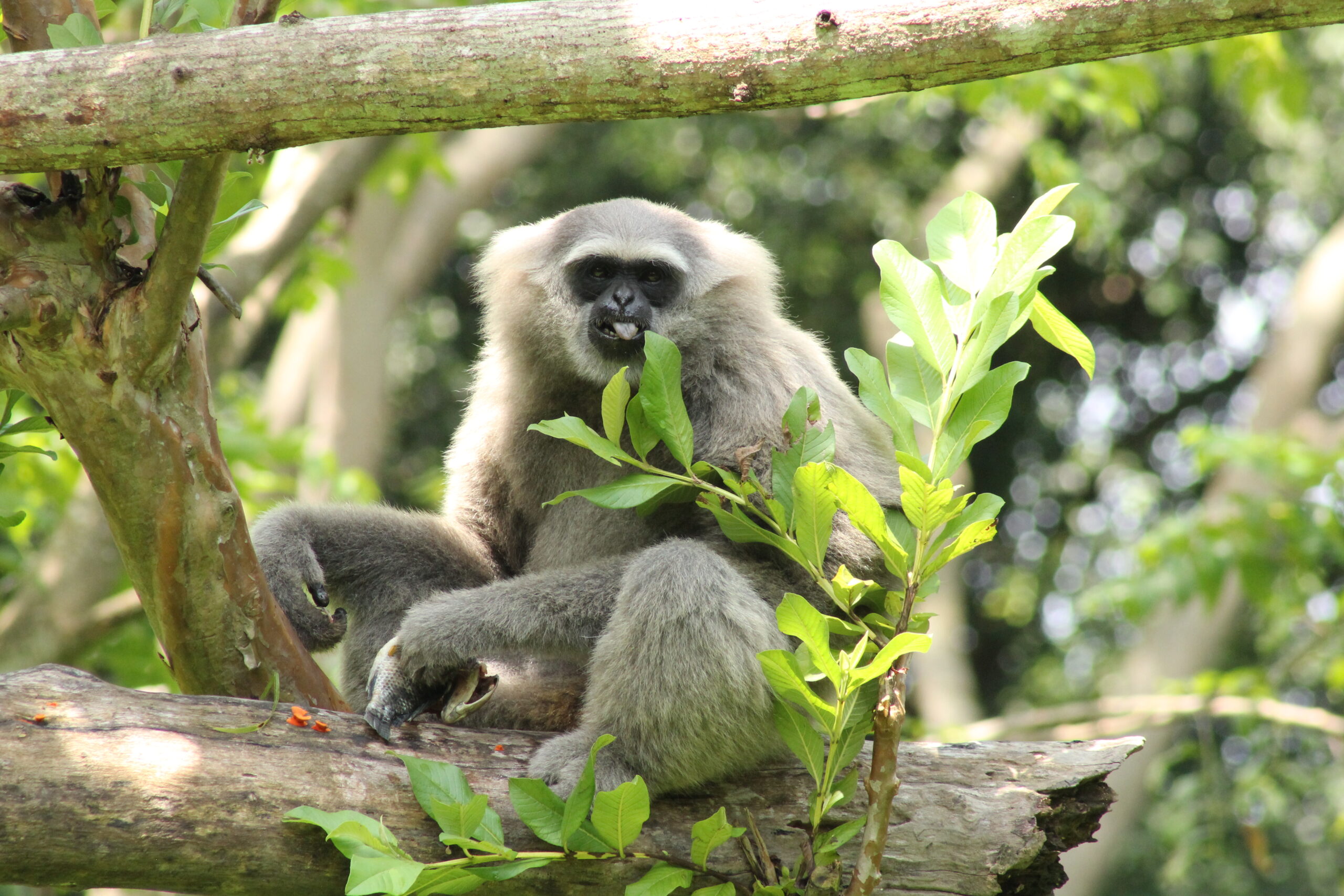 The-Silvery-Gibbon-1-scaled.jpg