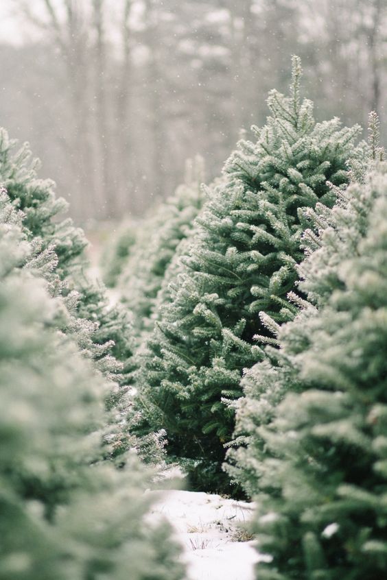 Christmas tree