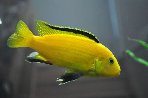 Lemon Fish, The Adorable Electric Yellow - Taman Safari Bali