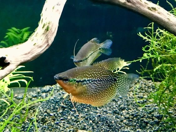 Pearl Gourame Breeding