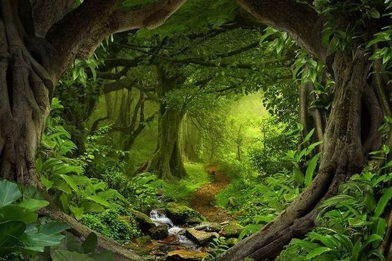 Pohon Sebagai Kanopi Hutan