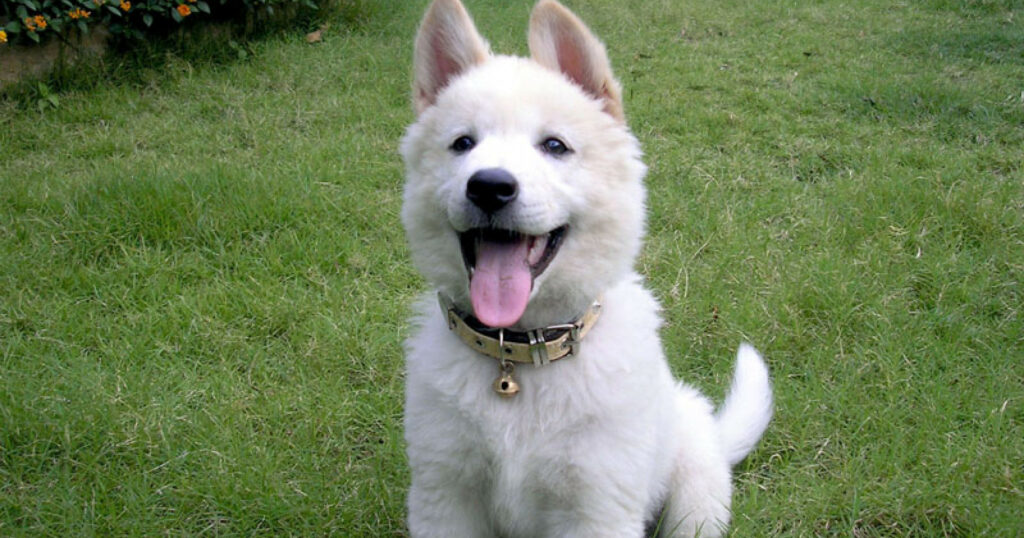 Kintamani dog