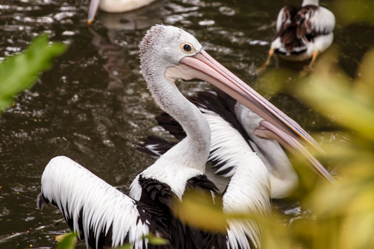 Let's meet the Pelicans at Bali Safari Park