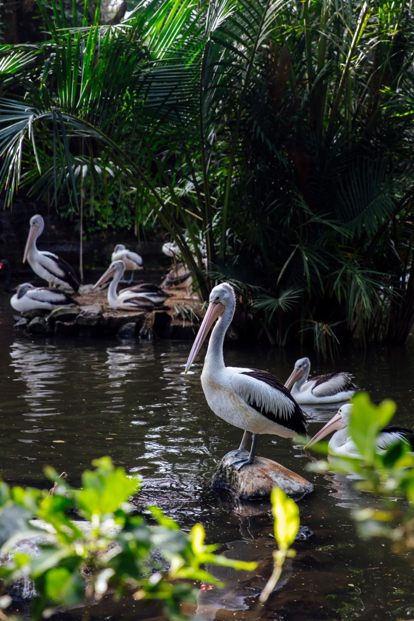 Pelicans Habitat