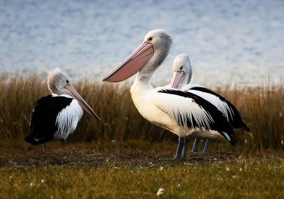 Pelicans Family