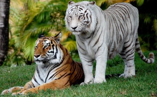 White Tiger : 5 Things you Need to Know - Taman Safari Bali