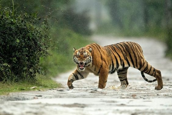 Bengal Tiger: The Power, Beauty and More! - Taman Safari Bali