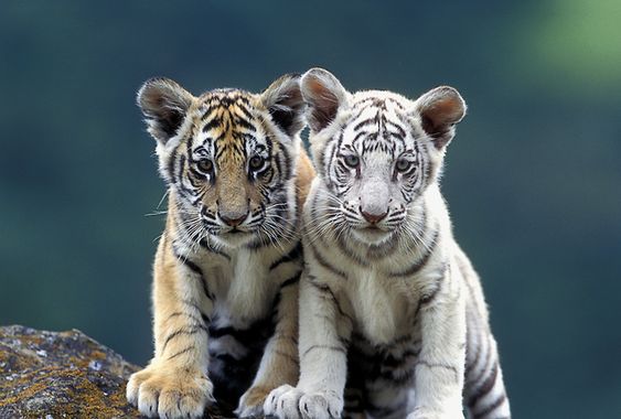 White Tiger : 5 Things you Need to Know - Taman Safari Bali