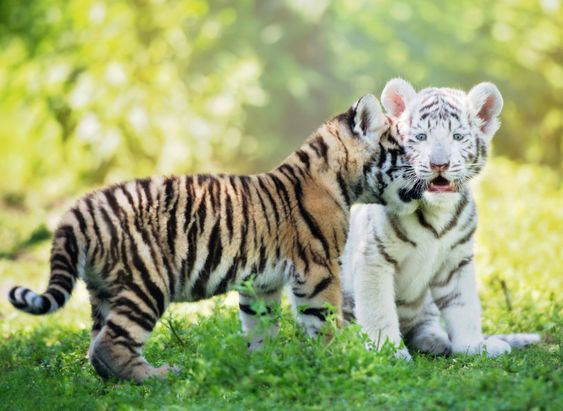 White Tiger : 5 Things you Need to Know - Taman Safari Bali