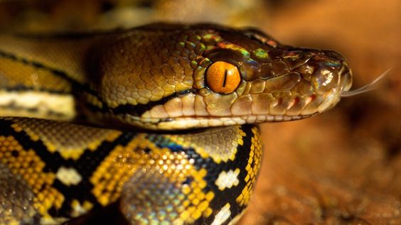 Reticulated Python