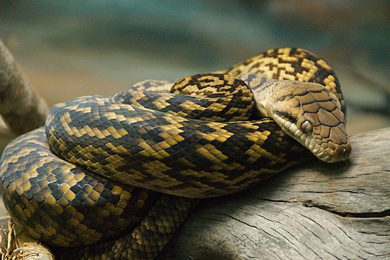 Amethystine Python