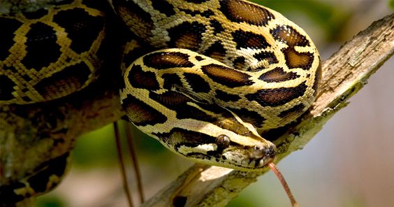 Burmese Python