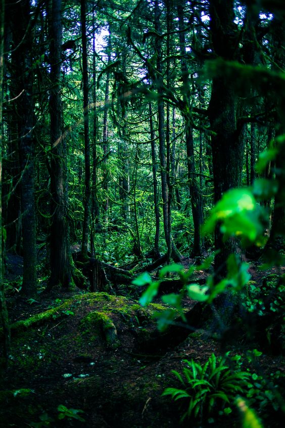 Tropical Forest