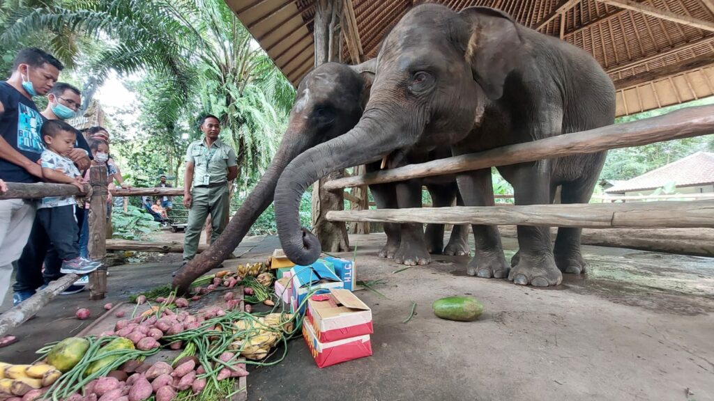 world elephant day at Bali Safari Park