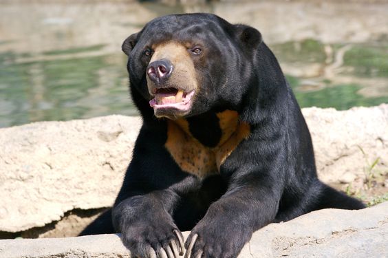 Sun Bear