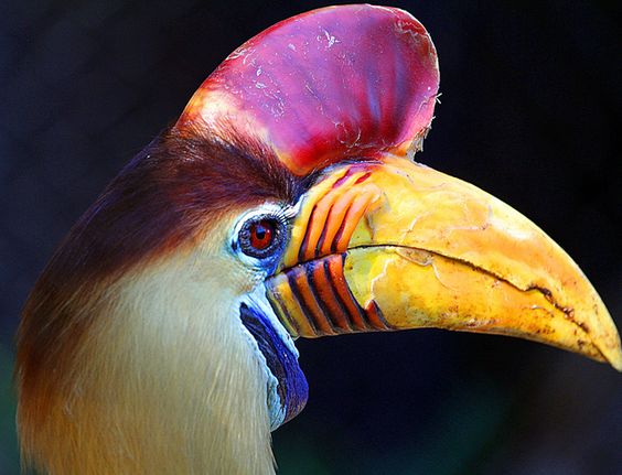 Hornbill
